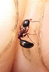 Dolichoderus quadripunctatus