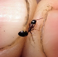 Dolichoderus quadripunctatus