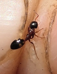 Dolichoderus quadripunctatus