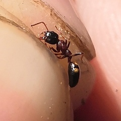 Dolichoderus quadripunctatus