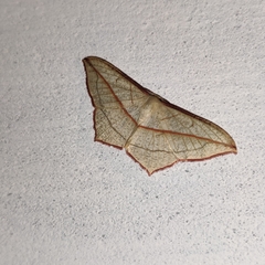 Timandra correspondens