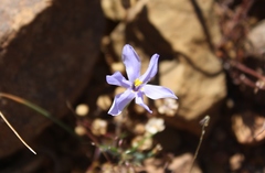Moraea crispa