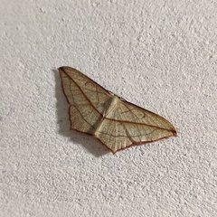 Timandra correspondens