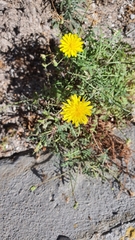Sonchus tenerrimus