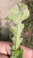 Podosphaera erigerontis-canadensis