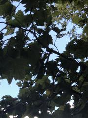 Platanus occidentalis