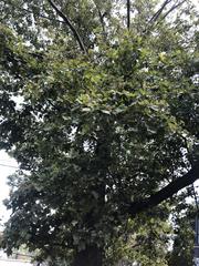 Platanus occidentalis