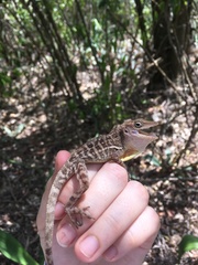 Anolis lineatopus