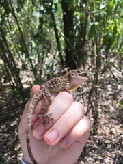 Anolis lineatopus