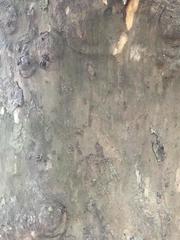 Platanus occidentalis