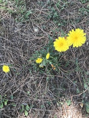Picris hieracioides