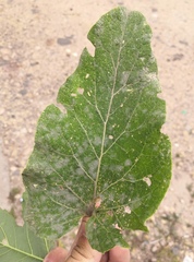 Golovinomyces depressus