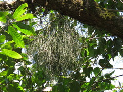 Rhipsalis baccifera