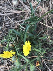 Picris hieracioides