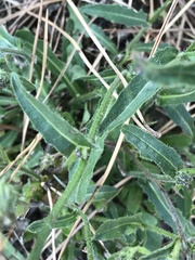 Picris hieracioides