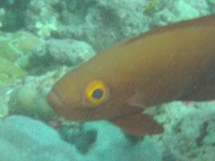Priacanthus hamrur