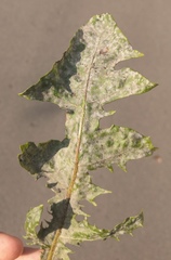 Podosphaera erigerontis-canadensis