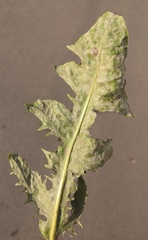 Podosphaera erigerontis-canadensis