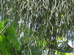 Rhipsalis baccifera