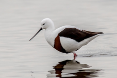 Cladorhynchus leucocephalus