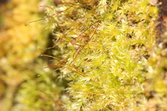 Ectropothecium zollingeri