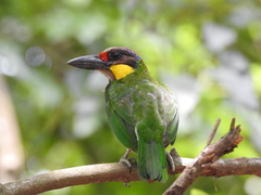 Psilopogon chrysopogon