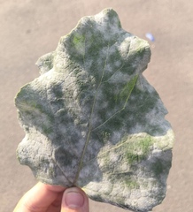 Golovinomyces depressus