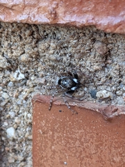 Menemerus semilimbatus