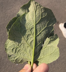 Golovinomyces depressus