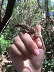 Anolis opalinus