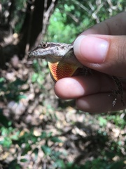 Anolis opalinus