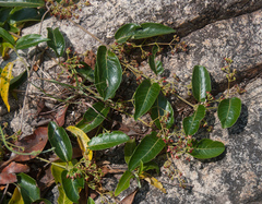 Tacazzea apiculata