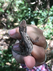 Anolis opalinus