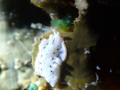 Bulaceros porcellanus