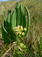 Xysmalobium acerateoides