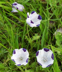 Nemophila maculata