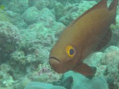 Priacanthus hamrur