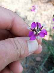 Polygala pubiflora