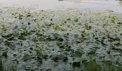 Nuphar lutea