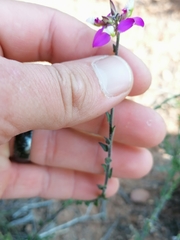 Polygala pubiflora