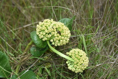 Xysmalobium acerateoides