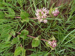 Xysmalobium pedifoetidum