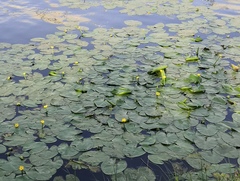 Nuphar lutea