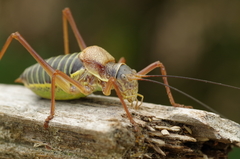 Ephippiger diurnus diurnus