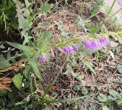 Campanula rapunculoides