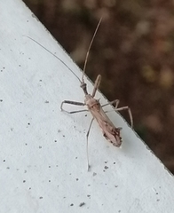Epidaus sexspinus