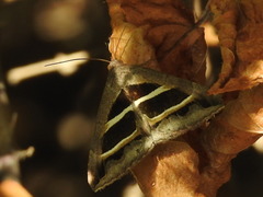 Grammodes bifasciata