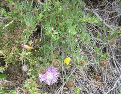 Centaurea corcubionensis