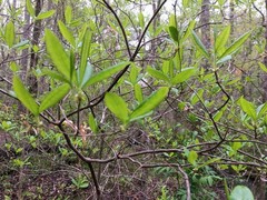 Rhododendron canescens