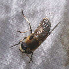 Heptatoma pellucens